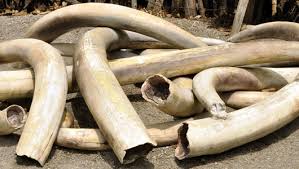 Ivory